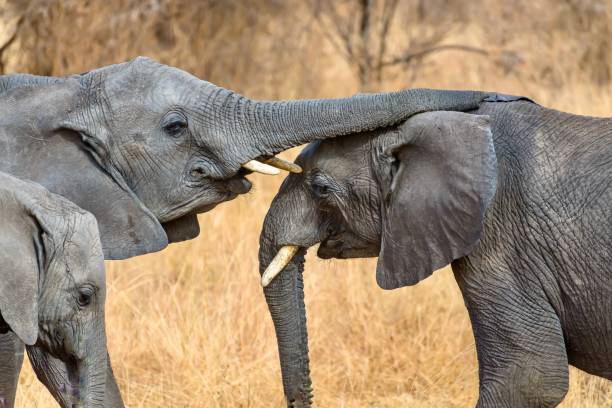 9days-big5-and-great-migration