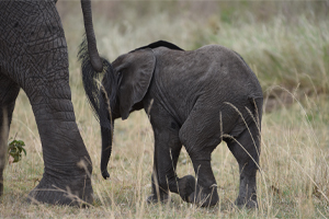 7days-tarangire-lake-natron-serengeti-ngorongoro-crater-and-karatu